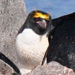 Macaroni penguin - the only one we saw - all on his own in a colony of chinstraps