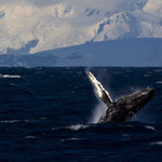 Humpback whale breaching (not my photo)