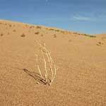 Barely hanging on. Sand dunes near Turpan