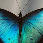 A Morpho butterfly