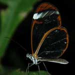 This is a glasswing - it's almost invisible, which means predators can't find it. Unfortunately, its mates can't find it either!