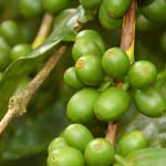 Gooseberries? Grapes? No, they're coffee beans...
