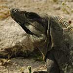 Most of the Mayan Ruins are limestone, and iguanas are perfectly camouflaged in that environment.