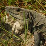 Another iguana