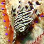 Porcelain crab on fire urchin