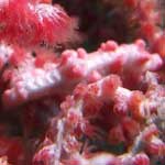 Pygmy seahorse, out of focus, really tiny, so well camouflaged