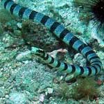 Banded sea snake at Gato - with venom more toxic than a cobra's