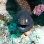 A white eyed moray eel