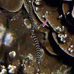 Another pair of banded pipefish