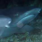 A pair of white tip reef sharks at Gato, Malapascua...