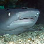 ...and the thing on its head is a remora, a cleaner fish