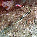 A pair of banded pipefish