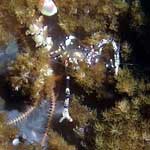 Tiny shrimp on anemone