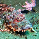 Normally well camouflaged, but this scorpionfish comes alive with the help of a strobe
