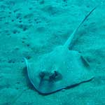 Here's a blue spotted ray. When he stops moving, he almost disappears