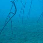 Huge garden eels - if you swim towards them, they gradually retreat into their holes