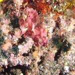 And that pretty pink leaf is actually a leafscorpion fish