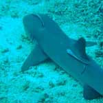 A small white tip reef shark laying on the bottom, with several remora cleaning it.
