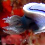 A nudibranch ... note the sparkles on the gills