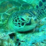 There are lots of green turtles at Sipadan, sometimes resting ...