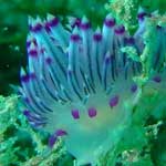 I think it's another nudibranch ...