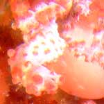 I know the pygmy seahorse is out of focus ... the camera focused on my dive guide's finger instead!!