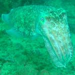 A cuttlefish putting on a show for us