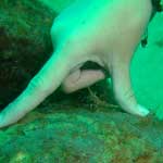 A fellow diver having a crab manicure ...