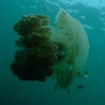 Lions mane jellyfish ... short tentacles so not so dangerous