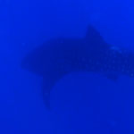 An overprocessed photo of a whale shark - it passed under our boat as we slipped into the water, but had dived before I could get a shot, so the original was rather faint.